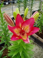 [1624 Arsenal No01.JPG]